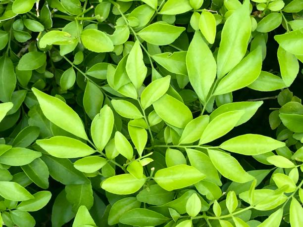 istock Close up Natural Green leaves background 1153225892