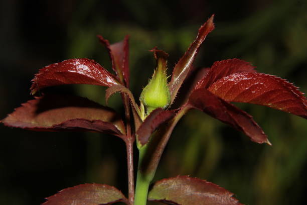 Delicate colorful fresh young red roseBud with fresh new leaves.