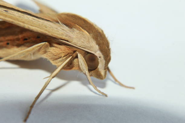 istock Theretra silhetensisor or brown-banded hunter hawk moth butterfly. India 1153227239