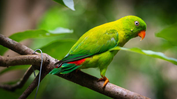 istock Female Vernal hanging parrot 1153228468