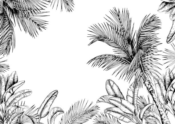 Tropical card with palm trees and leaves. Tropical card with palm trees and leaves. Black and white. Hand drawn vector illustration. banana borders stock illustrations