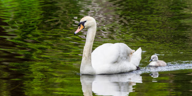 istock Single Cygnet swan with parent 1153230269