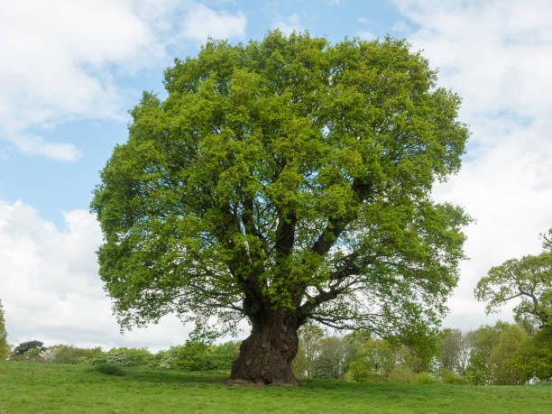 istock Beautiful green tree outside summer sun green lawn grass 1153231141