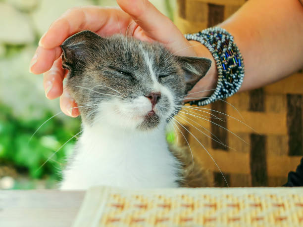 istock Grey and white stray cat asking for food and attention 1153231352