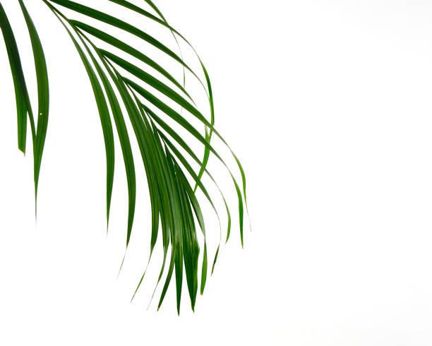 istock Green leaves of palm tree isolated on white background 1153232379