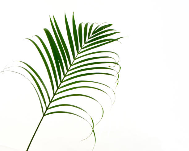 istock Green leaves of palm tree isolated on white background 1153232383