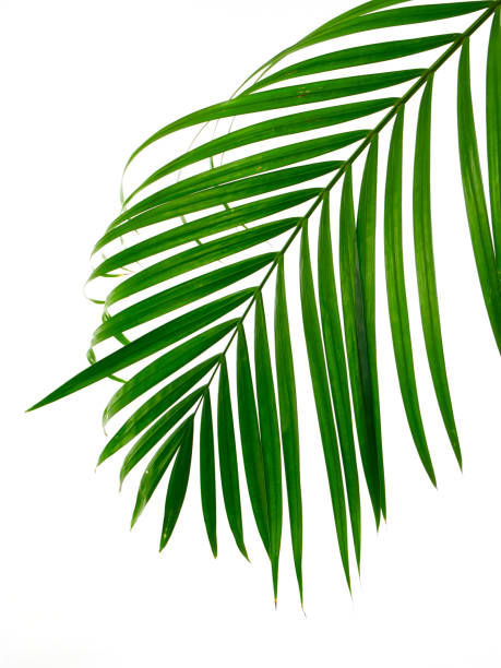 istock Green leaves of palm tree isolated on white background 1153232403