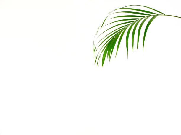 istock Green leaves of palm tree isolated on white background 1153232446