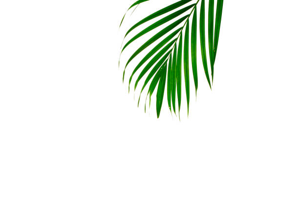istock Green leaves of palm tree isolated on white background 1153232459