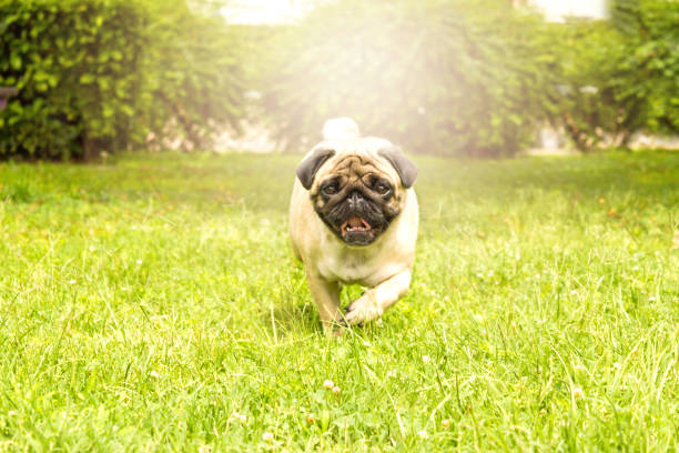 istock Cheerful pug dog running through green grass 1153232618