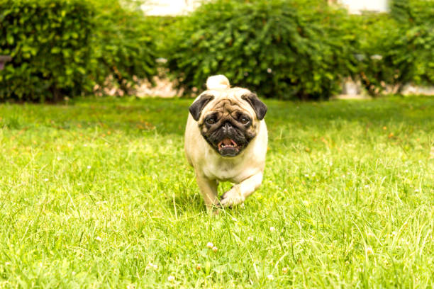 istock Cheerful pug dog running through green grass 1153232650