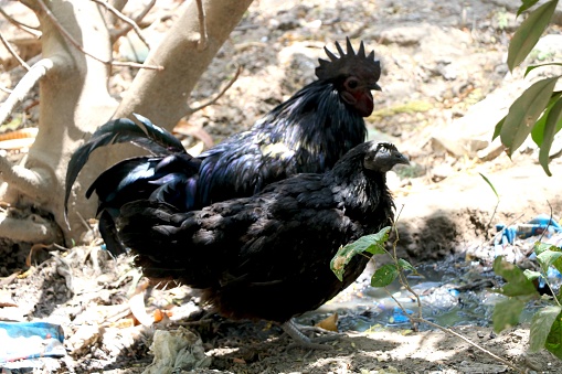 Big black cock sitting near the fence in the village. Portrait of a black rooster