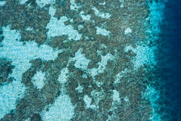 istock Aerial View of Coral Reef and Drop Off 1153236438