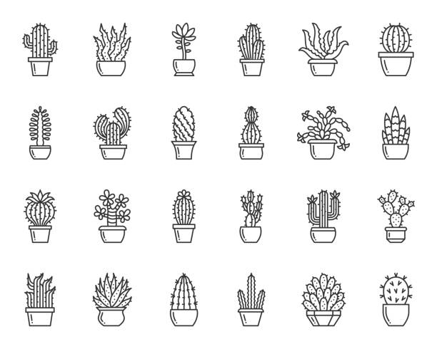 ilustraciones, imágenes clip art, dibujos animados e iconos de stock de cactus planta simple línea negra iconos vector conjunto - cactus
