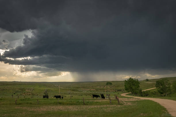 Cows in the field under storm clouds near Stari Trg pri Ložu (Slovenia).