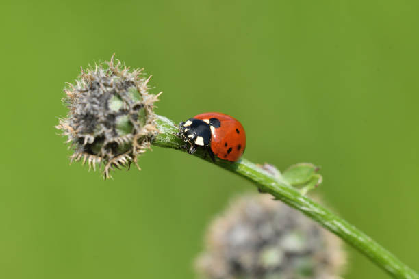 istock ladybug climbing on the green grass macro photo 1153237620
