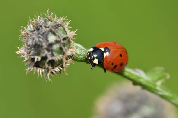 istock ladybug climbing on the green grass macro photo 1153237621