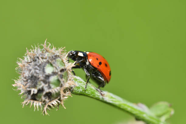 istock ladybug climbing on the green grass macro photo 1153237626