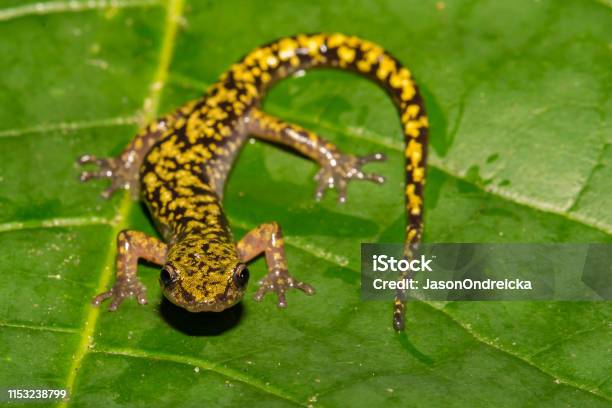 Photo libre de droit de Salamandre Verte banque d'images et plus d'images libres de droit de Salamandre - Salamandre, Couleur verte, Amphibien