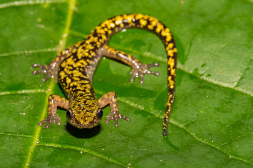 A close up of an endangered Green Salamander in the Blue Ridge Mountains.