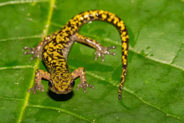 Photo of Green Salamander (Aneides aeneus)