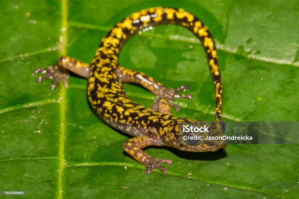 Green Salamander (Aneides aeneus) A close up of an endangered Green Salamander in the Blue Ridge Mountains. Amphibian Stock Photo
