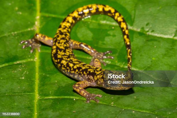 Green Salamander Stock Photo - Download Image Now - Amphibian, Animal, Animal Wildlife