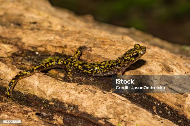 Photo libre de droit de Salamandre Verte banque d'images et plus d'images libres de droit de Amphibien - Amphibien, Animal arboricole, Biodiversité