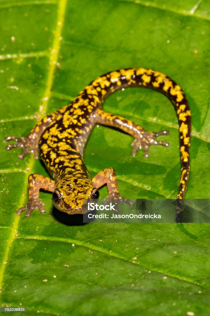 Green Salamander (Aneides aeneus) A close up of an endangered Green Salamander in the Blue Ridge Mountains. Salamander Stock Photo