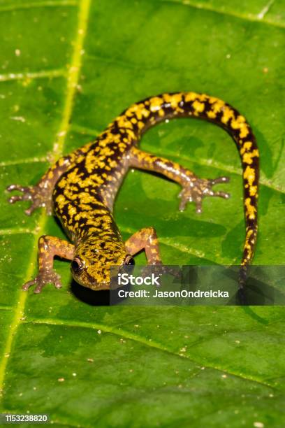 Green Salamander Stock Photo - Download Image Now - Salamander, Amphibian, Animal