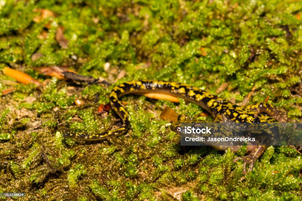 Green Salamander (Aneides aeneus) A close up of an endangered Green Salamander in the Blue Ridge Mountains. Amphibian Stock Photo