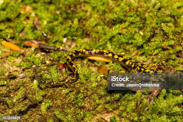 Green Salamander Stock Photo - Download Image Now - Amphibian, Animal, Animal Wildlife