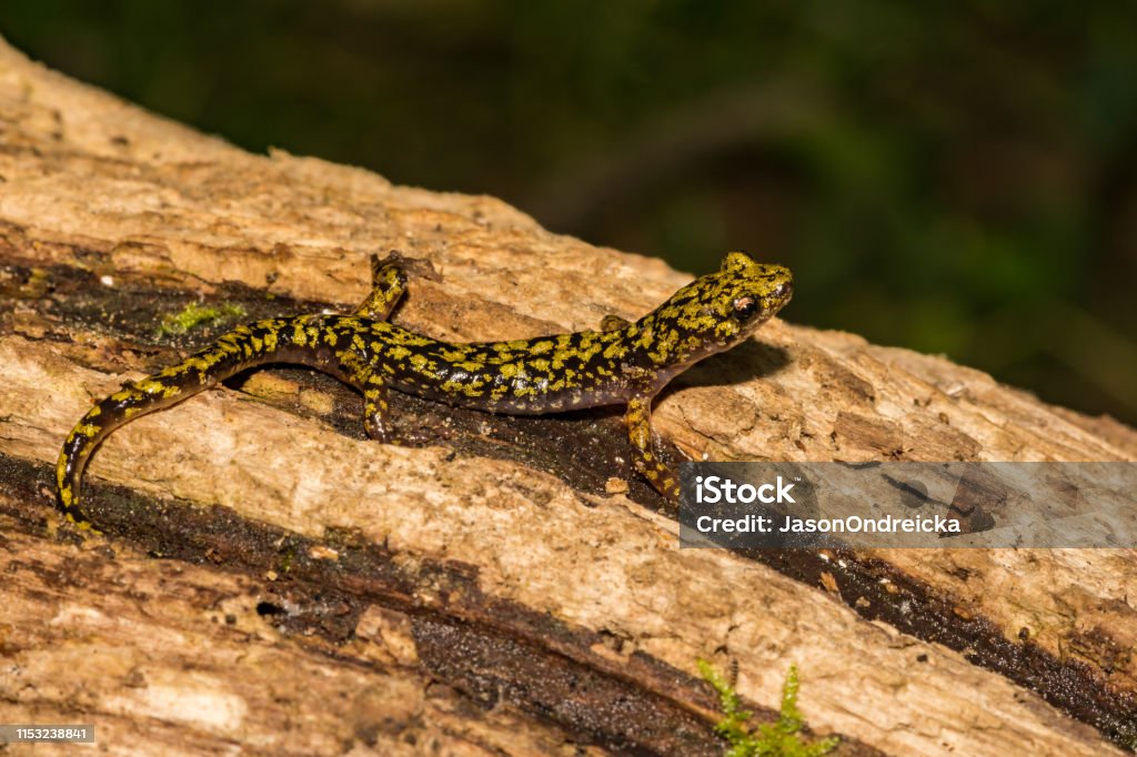 Salamandre verte (Aneides aeneus) - Photo de Amphibien libre de droits