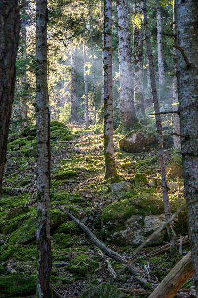 istock First rays of sun beaming through the dense pine forest 1153239781