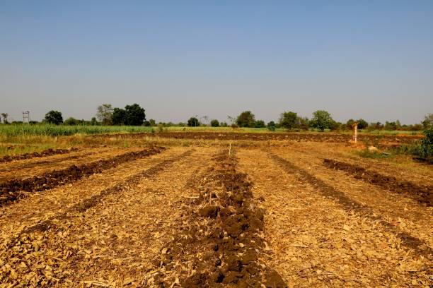 istock Agriculture land after harvest 1153243588