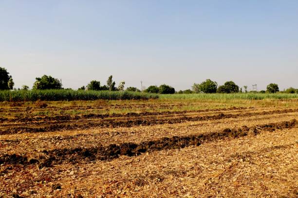 istock Agriculture land after harvest 1153243612