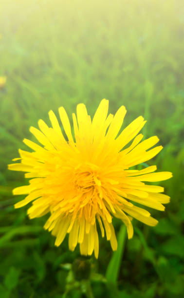 istock growing in a field of yellow fluffy dandelion 1153246401