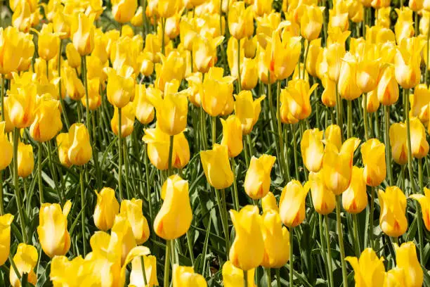 Garden of pretty yellow Tulips in Holland Michigan in springtime