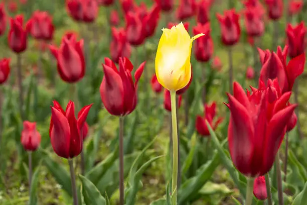 A yellow tulip stands out among a garden of red tulips in Holland Michigan