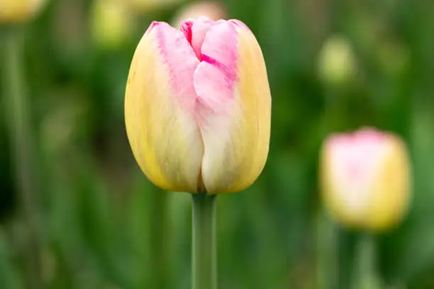 Beautiful spring pink and yellow tulip in garden