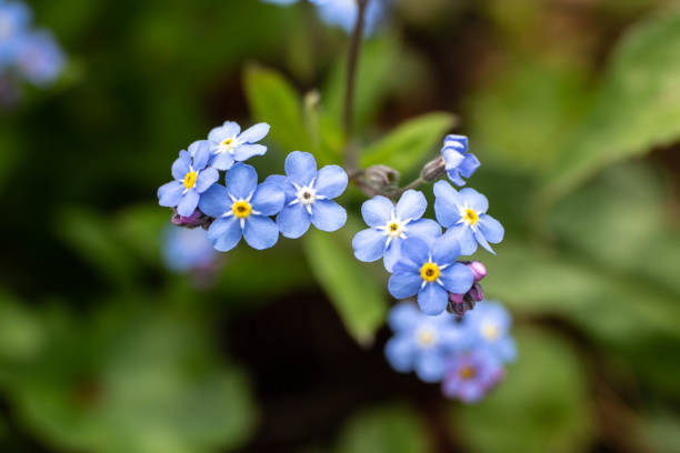 istock Forget Me Nots Flowers in Spring 1153247405