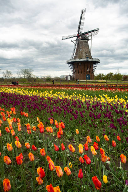 istock Springtime Tulips and Windmill in Holland Michigan 1153247458