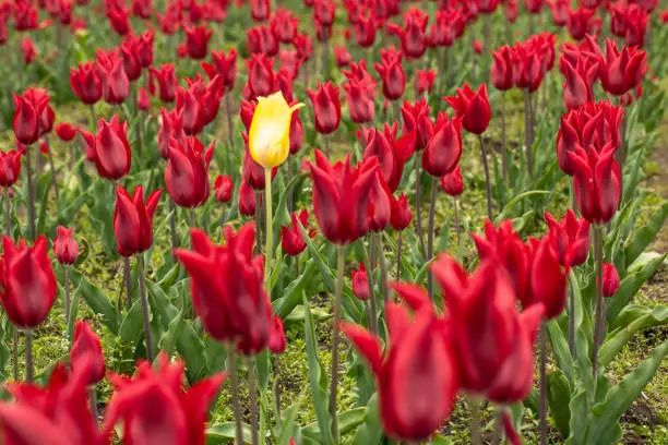 Yellow tulip shows off by standing out in a garden full of red tulips in Holland Michigan