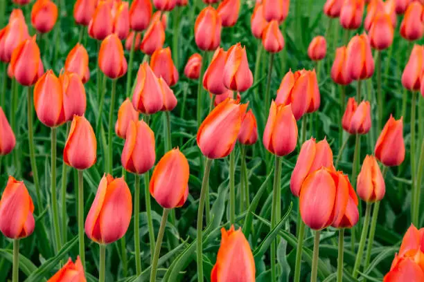 A large field of coral peach tulips flowers bloom in springtime in Holland Michigan