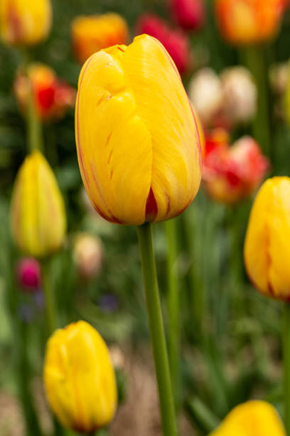 istock Colorful Tulips in Spring Garden Vertical 1153247617