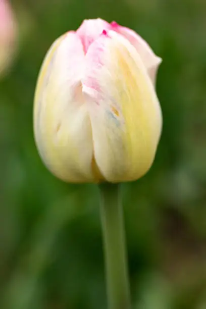 Pretty springtime pink and yellow garden tulip