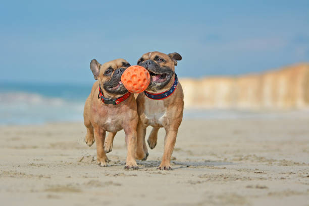 dois cães franceses marrons atléticos do buldogue que jogam a esfera do fetchwith na praia com colares de cão marítimos - apanhar comportamento animal - fotografias e filmes do acervo