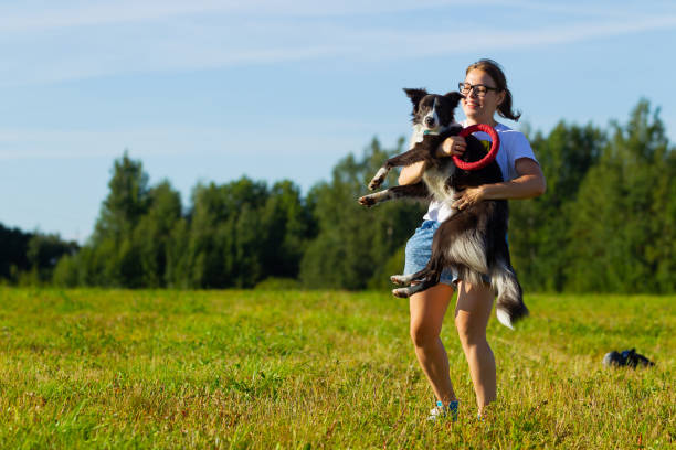 istock Border collie dog walking 1153248880