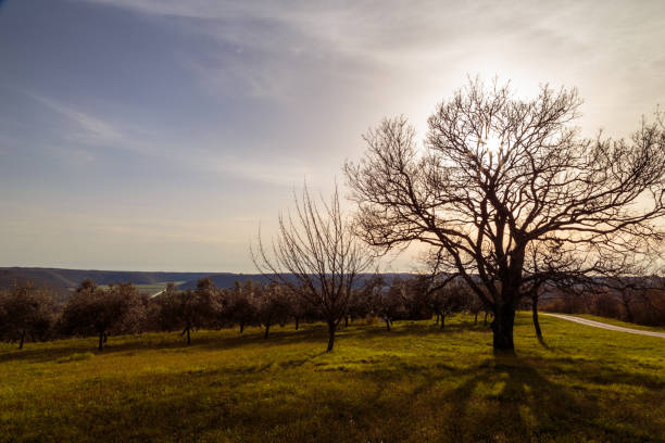 istock Olive trees in the croatian countryside 1153251642