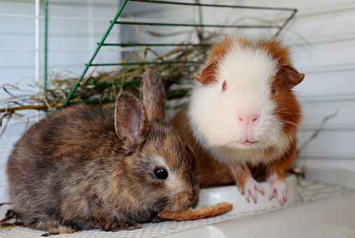 Guinea pig and decorative little rabbit together sitting next to animals